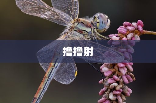 撸撸射
