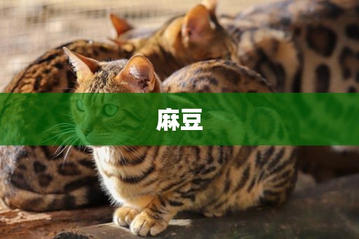 麻豆