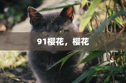 91樱花，樱花