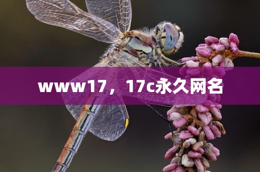 www17，17c永久网名