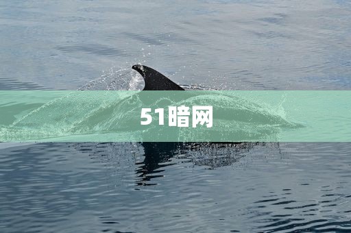 51暗网