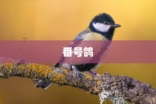 番号鸽