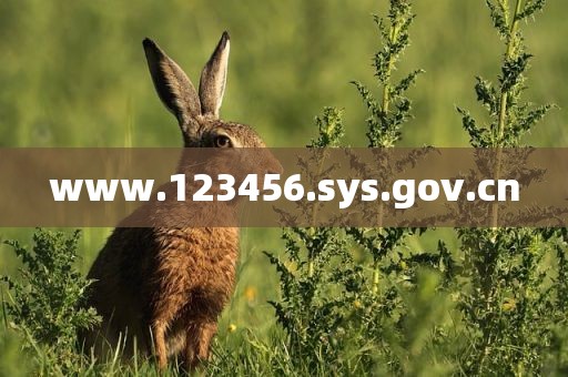 www.123456.sys.gov.cn