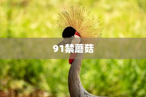 91禁蘑菇