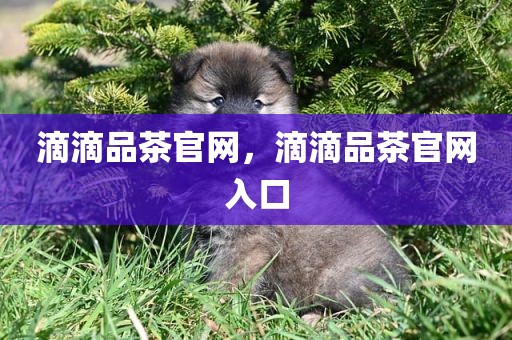 滴滴品茶官网，滴滴品茶官网入口