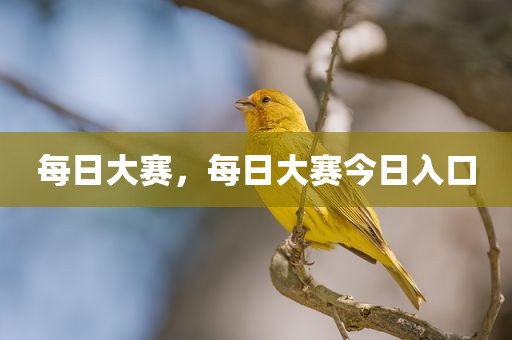 每日大赛，每日大赛今日入口