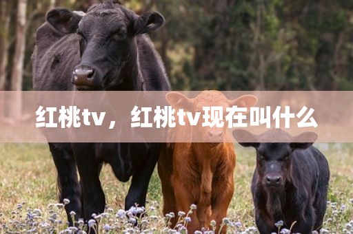 红桃tv，红桃tv现在叫什么