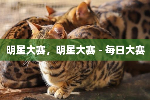 明星大赛，明星大赛 - 每日大赛