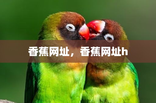 香蕉网址，香蕉网址h