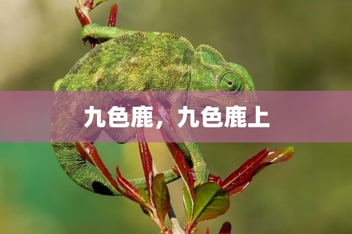 九色鹿，九色鹿上