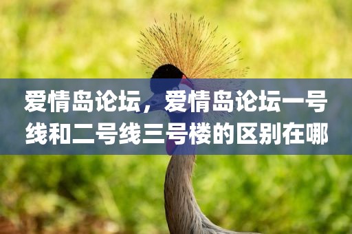 爱情岛论坛，爱情岛论坛一号线和二号线三号楼的区别在哪