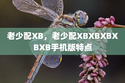 老少配XB，老少配XBXBXBXBXB手机版特点