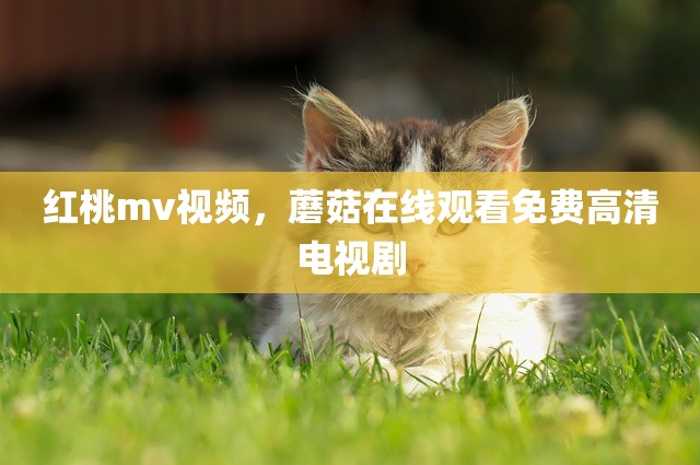 红桃mv视频，蘑菇在线观看免费高清电视剧
