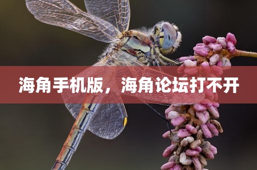 海角手机版，海角论坛打不开