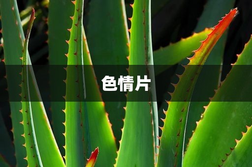 色情片