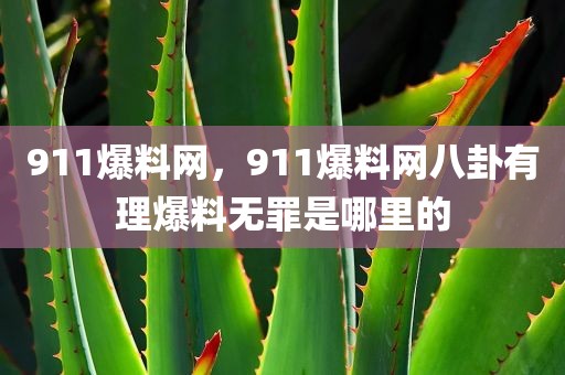911爆料网，911爆料网八卦有理爆料无罪是哪里的