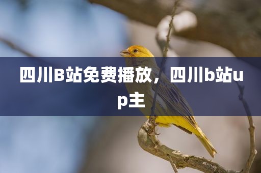 四川B站免费播放，四川b站up主