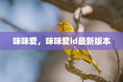 咪咪爱，咪咪爱id最新版本