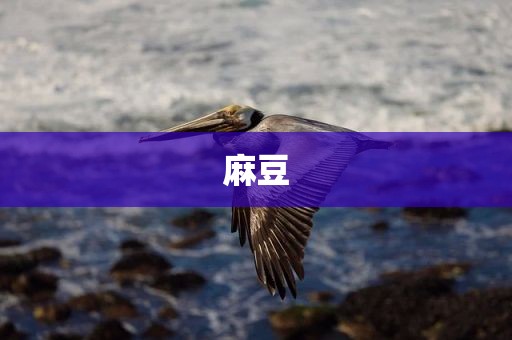 麻豆