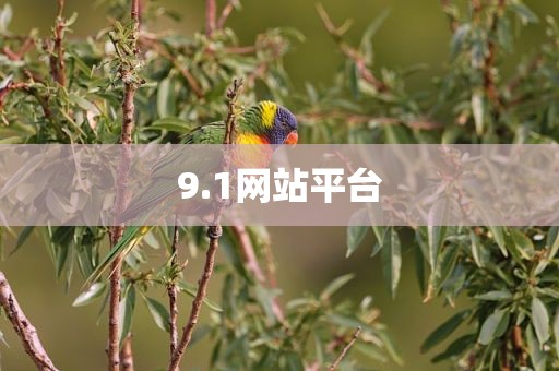 9.1网站平台