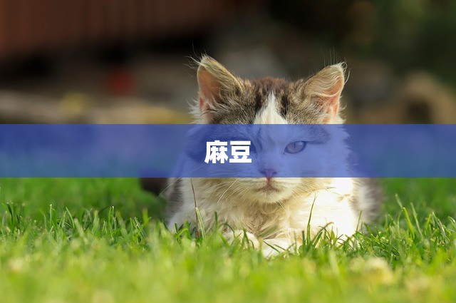 麻豆