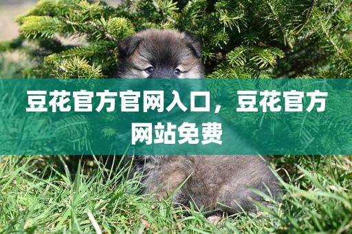 豆花官方官网入口，豆花官方网站免费