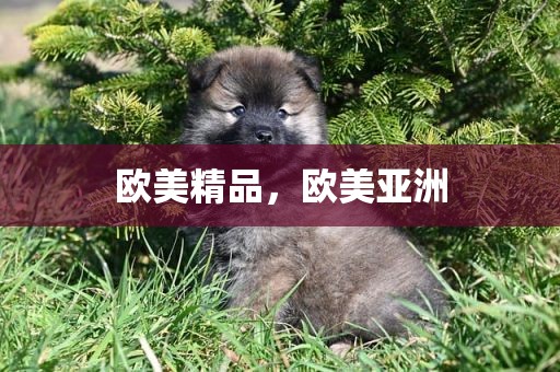 欧美精品，欧美亚洲