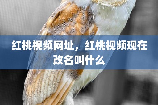 红桃视频网址，红桃视频现在改名叫什么