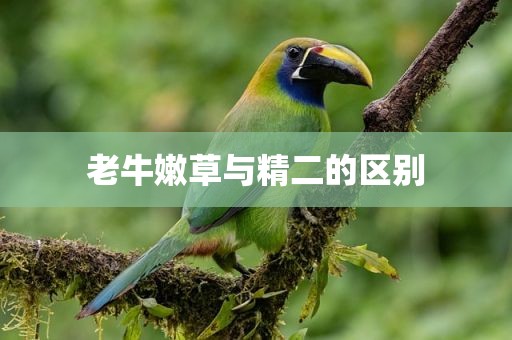 老牛嫩草与精二的区别