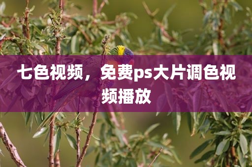 七色视频，免费ps大片调色视频播放