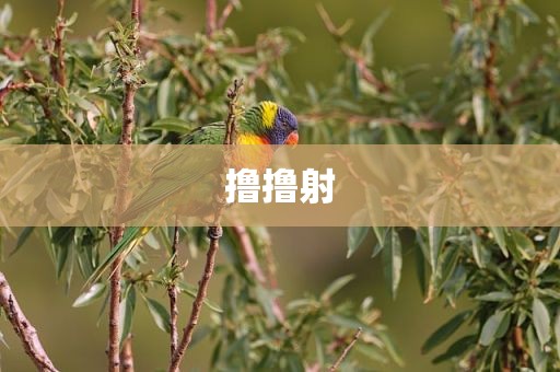 撸撸射