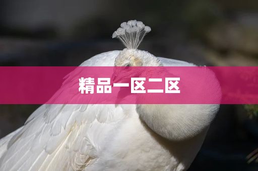精品一区二区