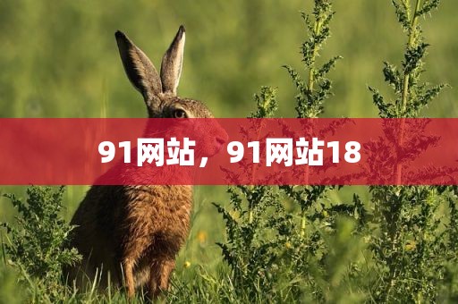 91网站，91网站18