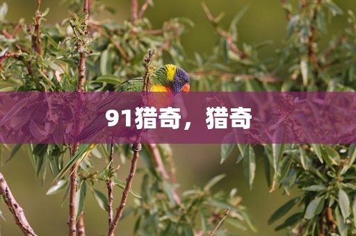 91猎奇，猎奇