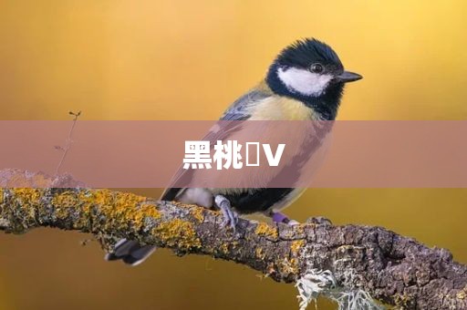 黑桃丅V