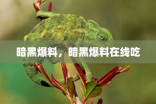 暗黑爆料，暗黑爆料在线吃