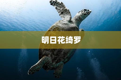 明日花绮罗