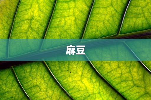 麻豆