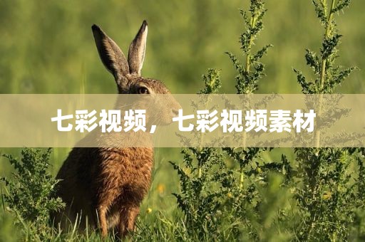 七彩视频，七彩视频素材