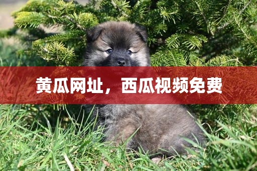 黄瓜网址，西瓜视频免费