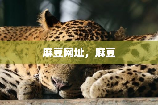 麻豆网址，麻豆