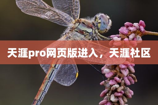天涯pro网页版进入，天涯社区