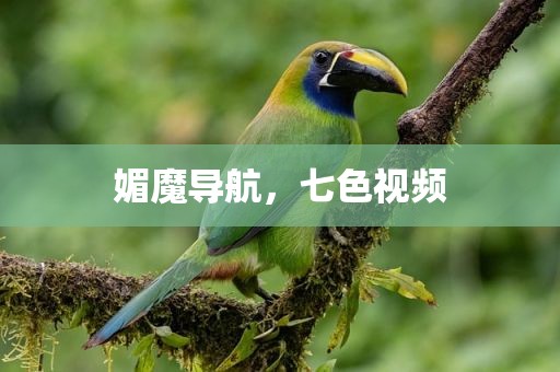 媚魔导航，七色视频