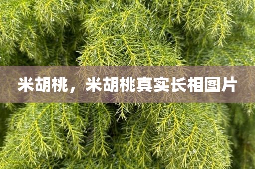 米胡桃，米胡桃真实长相图片