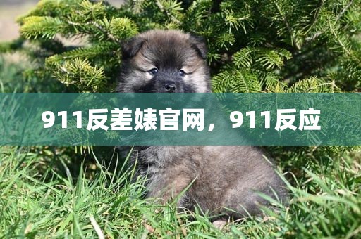 911反差婊官网，911反应