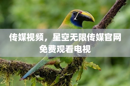 传媒视频，星空无限传媒官网免费观看电视