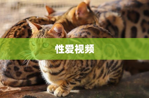 性爱视频
