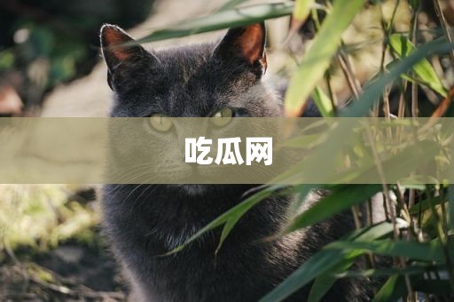 吃瓜网