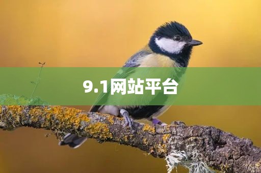 9.1网站平台