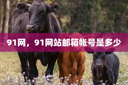 91网，91网站邮箱帐号是多少